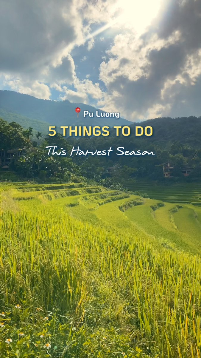 Jessly_xo's tweet photo. Pu Luong glows golden at harvest. Walk the rice fields, harvest alongside local farmers, cool off at Hieu Waterfall, and enjoy traditional Thai Xoe dance in the evening. Experience Pu Luong at its most vibrant. https://t.co/tRR1sKCN8O