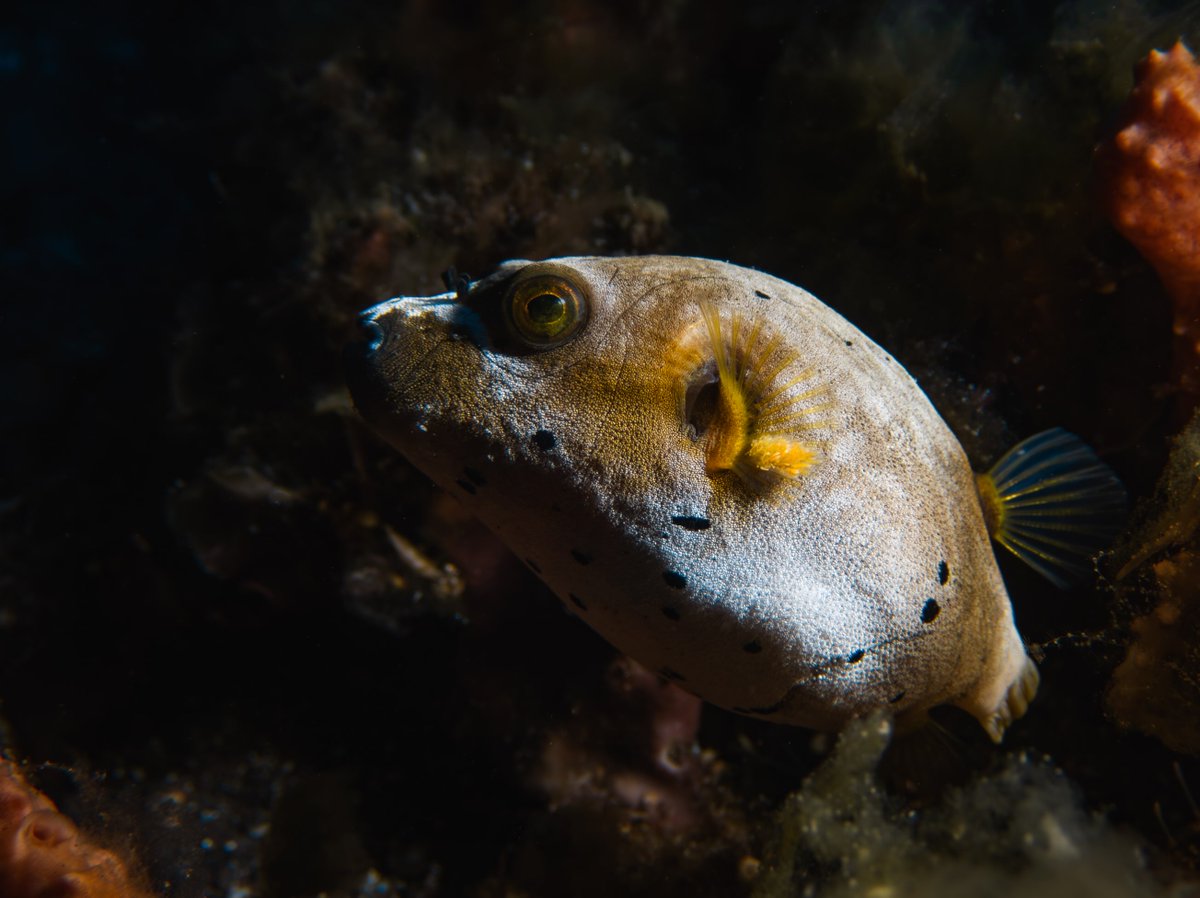 Ajay_10am's tweet photo. Meeting Bali’s Underwater Cuties: Blackspotted Pufferfish 🐡✨
https://t.co/Rsn7Rufwts

#NicoDivesCool #ScubaDivingBali #BaliDiving #Pufferfish #UnderwaterPhotography #MarineLife #BaliTravel #ScubaLife #OceanExploration https://t.co/yE0PqzSTXY