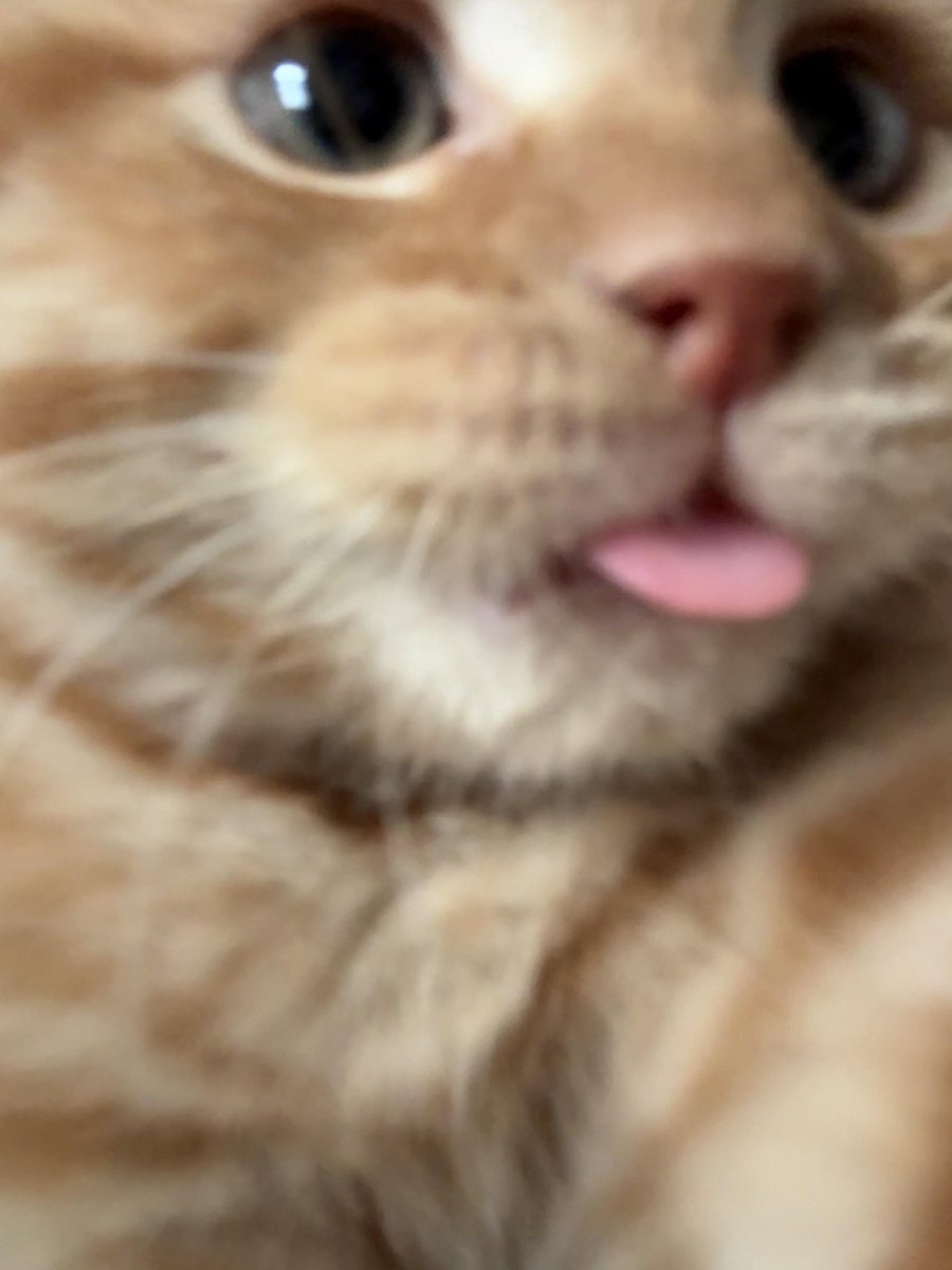 apricotume65's tweet photo. https://t.co/cETbhndmY6
