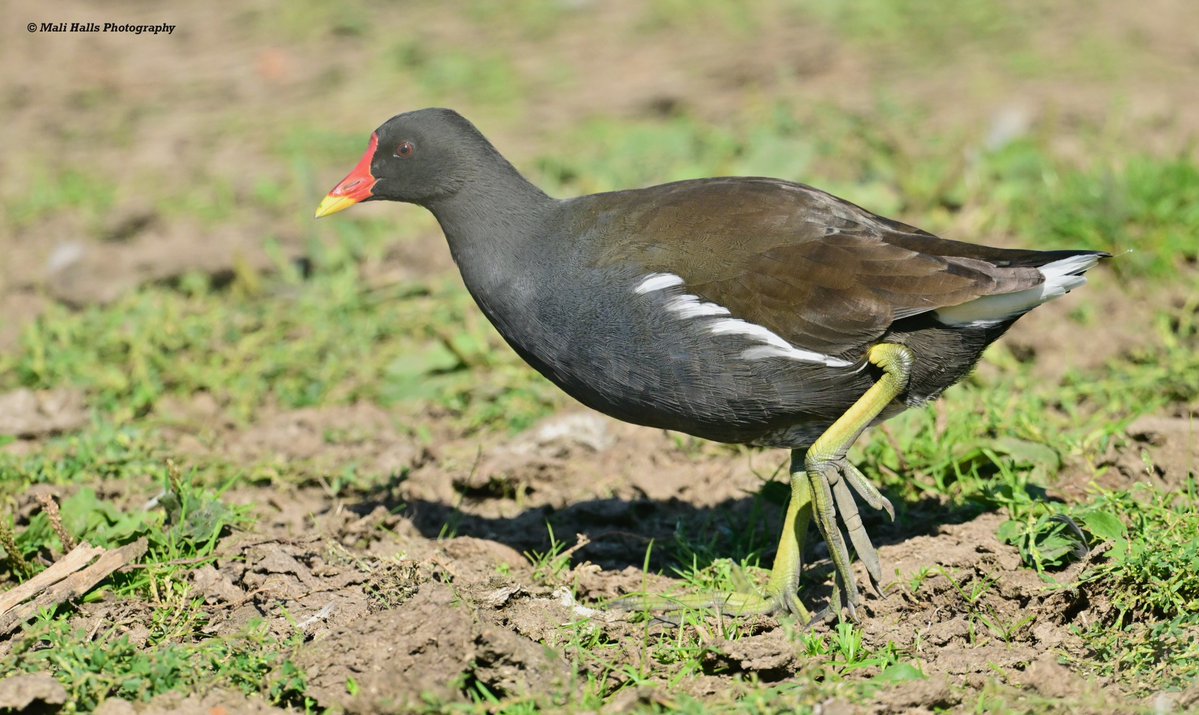 MaliHalls's tweet photo. Moorhen.
#BirdTwitter #Nature #Photography #wildlife #birds #TwitterNatureCommunity #birding #NaturePhotography #birdphotography #WildlifePhotography #Nikon https://t.co/2mU2mu41ax