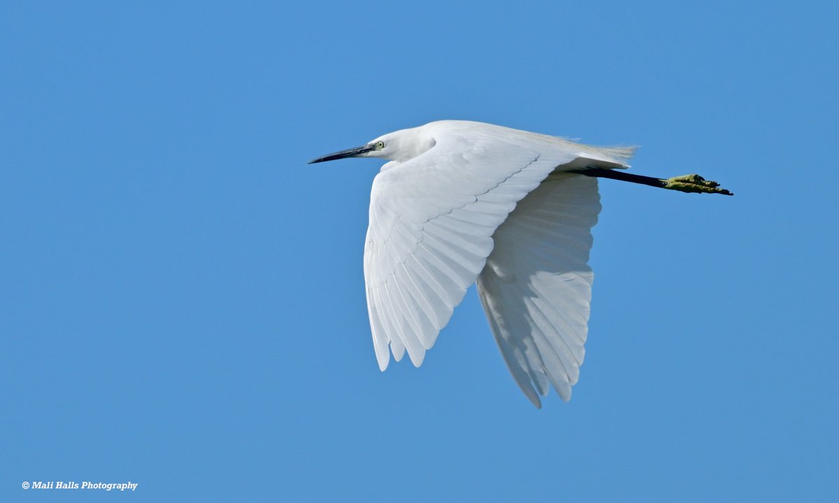 MaliHalls's tweet photo. Little Egret.
#BirdTwitter #Nature #Photography #wildlife #birds #TwitterNatureCommunity #birding #NaturePhotography #birdphotography #WildlifePhotography #Nikon https://t.co/UwCJogOLV1
