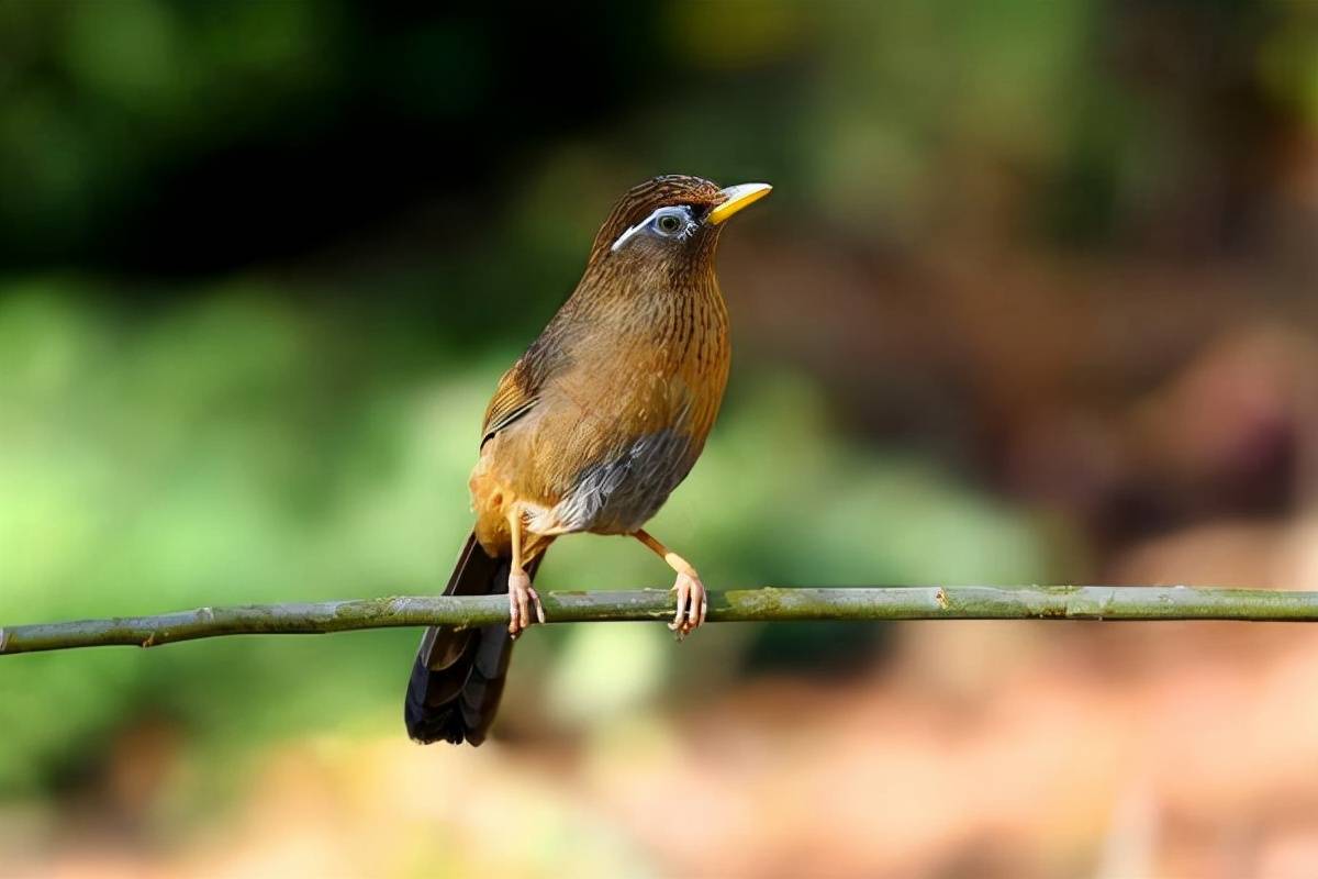 WildChordijtr's tweet photo. [Look, the tiny thrush on the branch is nibbling the moist seed in the warm sun!]， https://t.co/d9kbwaLGK0