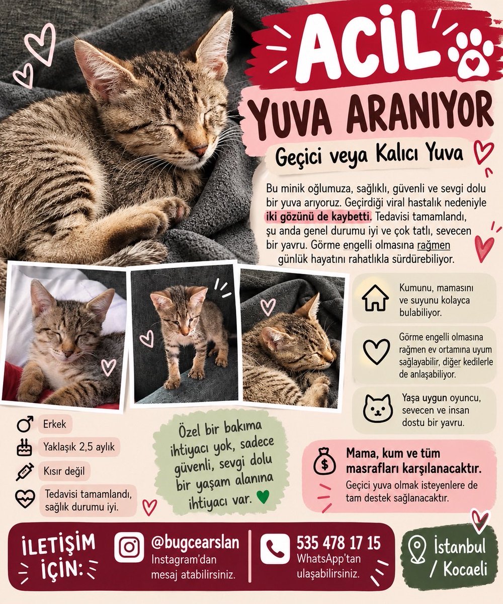 cerezfamilya's tweet photo. ÇOK ACİL

2.5 aylık bu küçük oğlanın tüm tedavisi tamamlanmış fakat geçici yuvada son üç günü kalmış. Sonrası için gidecek yeri yokmuş ve çok sıkışmışlar. İkinci fotoğrafta tüm detaylar mevcut. 

İletişim: 0535 478 17 15
İSTANBUL/KOCAELİ https://t.co/WwvzoWX5L7