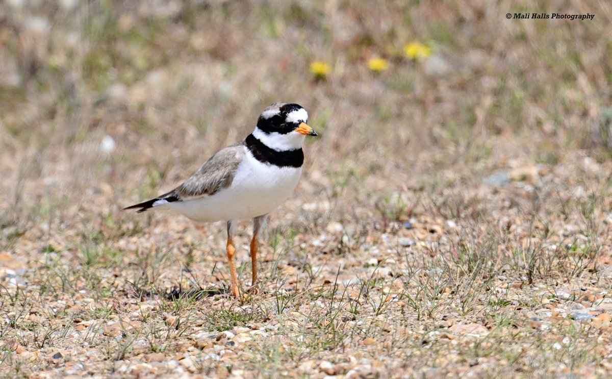 MaliHalls's tweet photo. Ringed Plover.
#BirdTwitter #Nature #Photography #wildlife #birds #TwitterNatureCommunity #birding #NaturePhotography #birdphotography #WildlifePhotography #Nikon https://t.co/9W2BdiVmHx