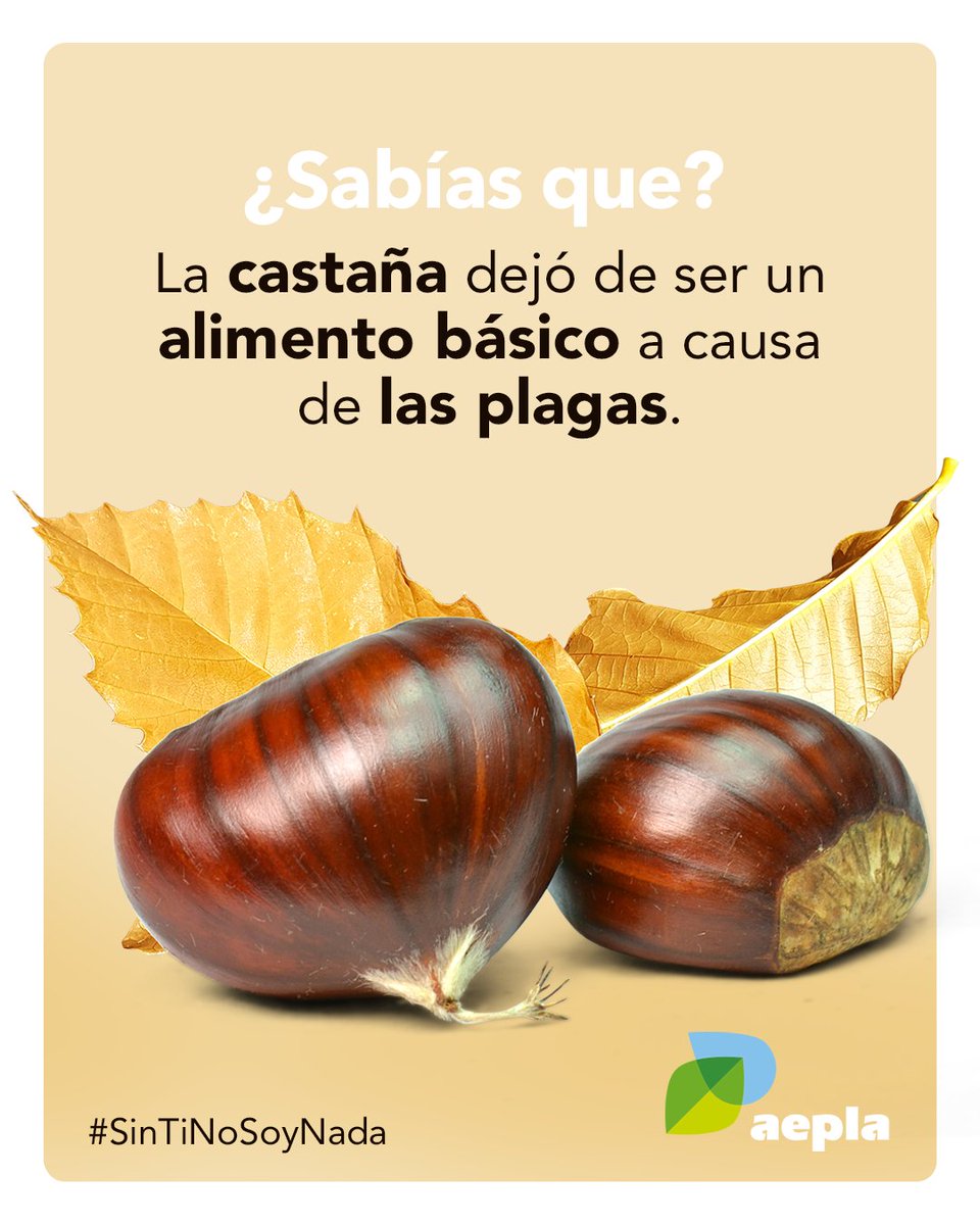 aepla_asoc's tweet photo. En la antigüedad, la castaña 🌰 se consideraba un alimento básico, incluso para producir harinas y pan.

Su protagonismo se vio muy afectado por las continuas plagas sufridas por los castaños en la Edad Media, hasta convertirse en un producto de temporada. https://t.co/KjLBNpFnO8