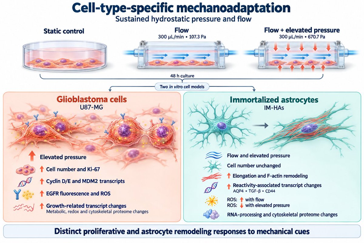 CiofaniGianni's tweet photo. How do fluid flow and hydrostatic pressure differentially affect glioblastoma cells and healthy human astrocytes?

Our results just published on @SciReports !

https://t.co/2sP0X6hju6

@IITalk 
@TheraToolsJD https://t.co/0ES4h7yhSy