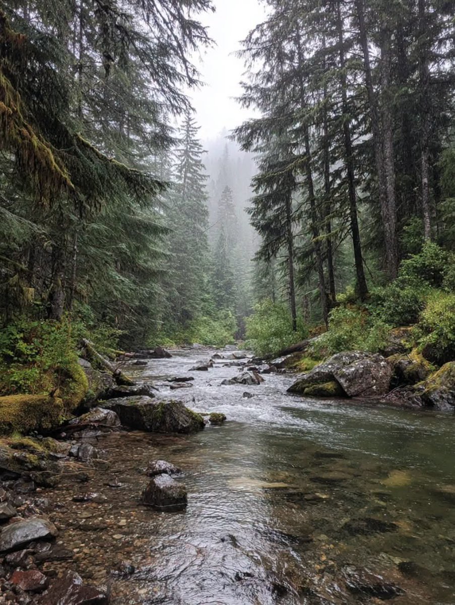 worldclick56's tweet photo. Rainy days deep in the forest just hit different. 🌧️ https://t.co/PbHVuf73vR