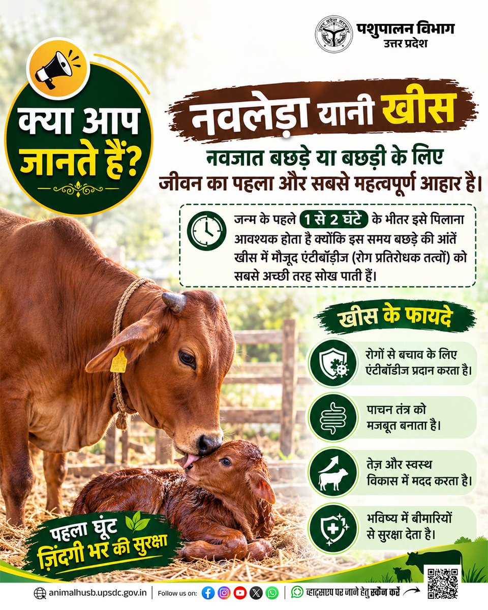 DOAHUP's tweet photo. नवजात बछड़े को जन्म के 1-2 घंटे में खीस (नवलेड़ा) ज़रूर पिलाएं.. यह बछड़े को एंटीबॉडीज़ देकर बीमारियों से बचाता है, पाचन तंत्र मज़बूत करता है और तेज़ विकास में मदद करता है। खीस का पहला घूंट यानी जीवन भर की सुरक्षा #REALFACTS https://t.co/ksJJ7wx5le