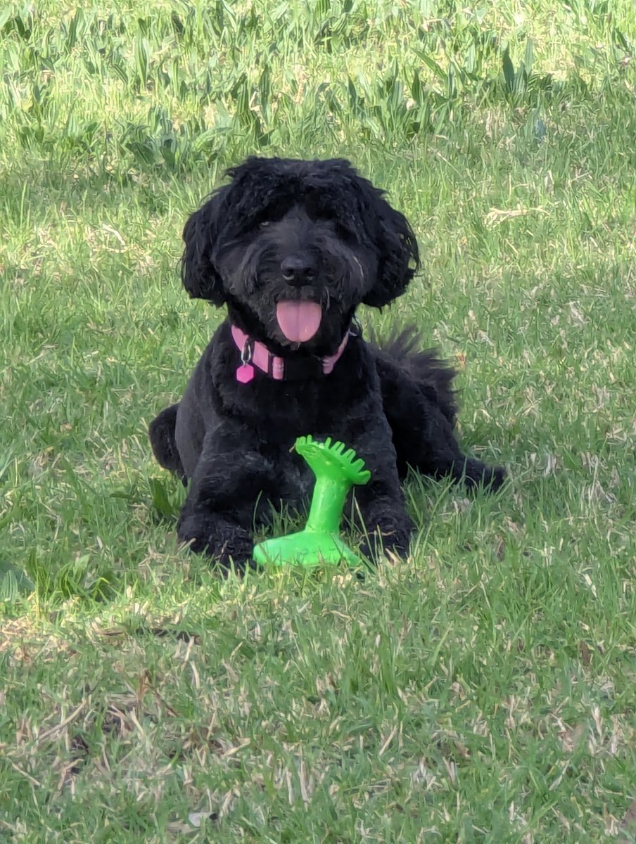 GeorgieBWain's tweet photo. Today's walk with Rhubarb.
#FoundNotABall ππ€·πΌββοΈ https://t.co/VLwy2sH1Qb