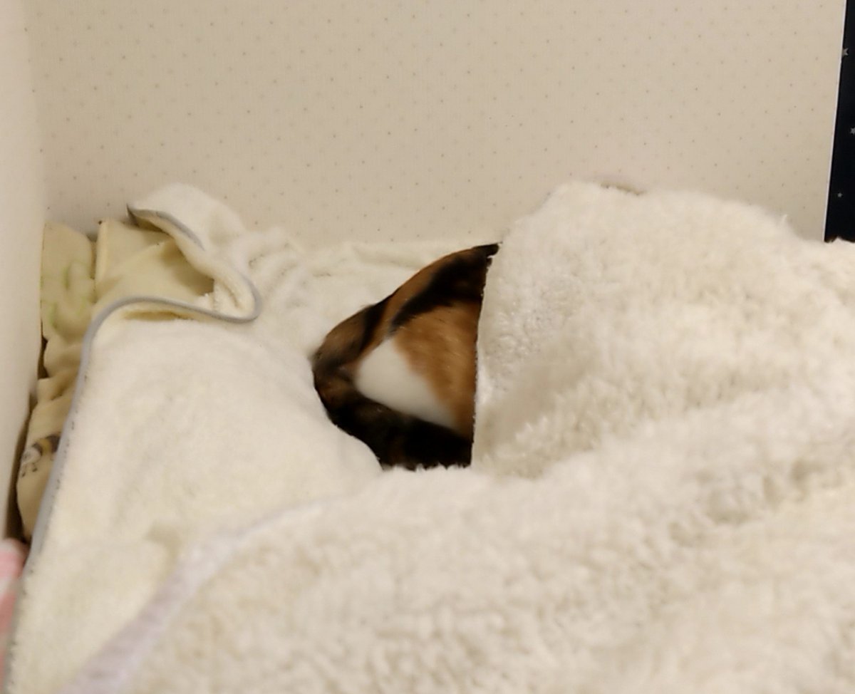 honegara_yucha's tweet photo. ケツﾁｬﾇ https://t.co/8vdvVaHHws