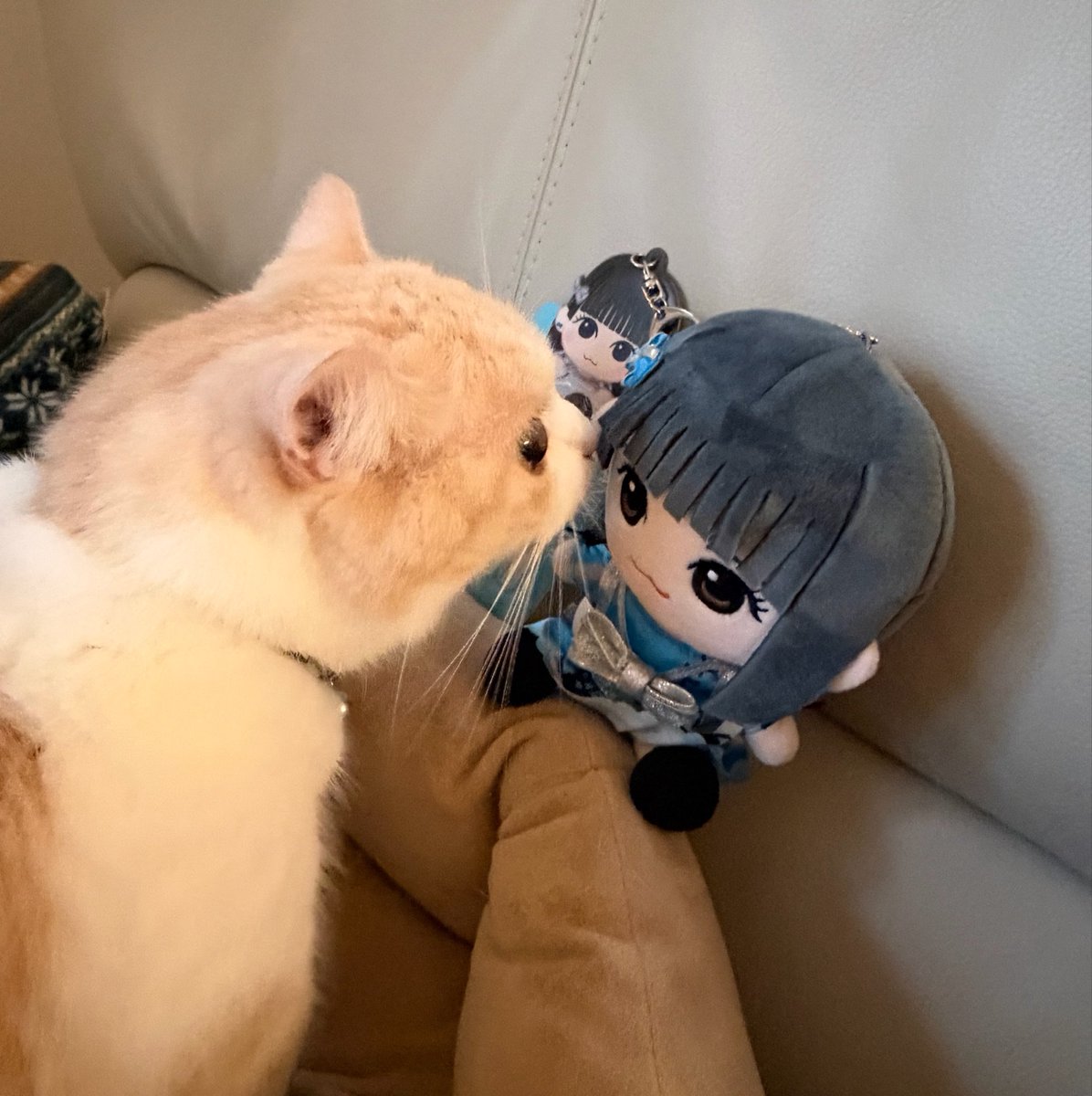 kawa_lapo's tweet photo. うちのネコちゃんも、りのぬいちゃんの帰りを待っていたようです
#福山梨乃 https://t.co/GDJq7G99wp