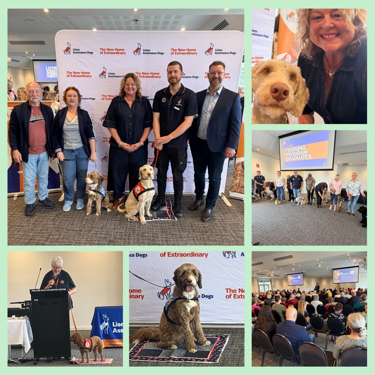 NatCookMP's tweet photo. Congratulations all Lions Assistance Dogs Graduates and Thankyou to all the wonderful people who train and support these clever pups for their important work. 🎓🦮 https://t.co/xhOikIuvbJ