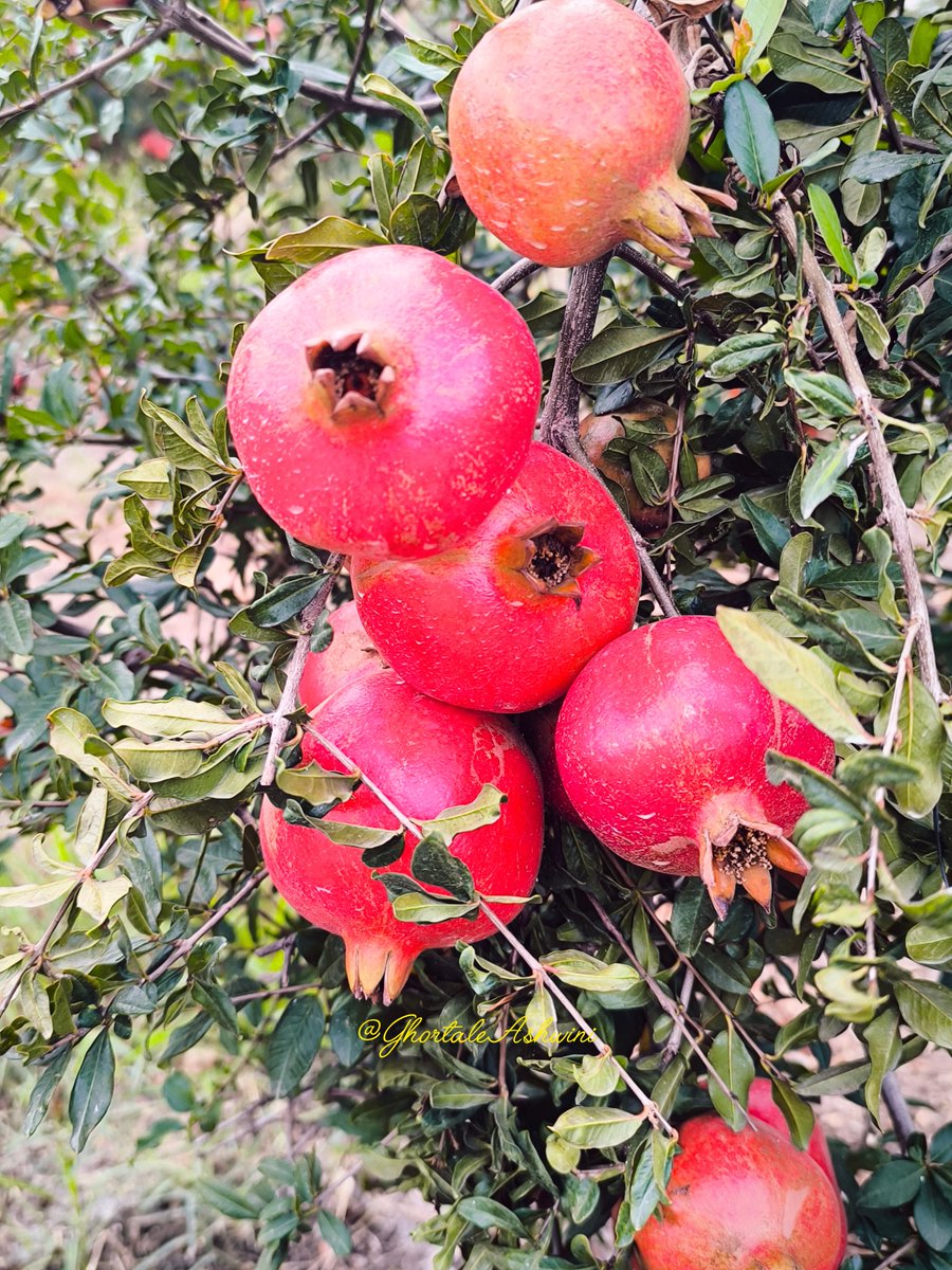 GhortaleAshwini's tweet photo. Fresh pomegranates  straight from our farm. 

Kaise hain guys quality batao acchi hain na? https://t.co/w7dhX2veNM
