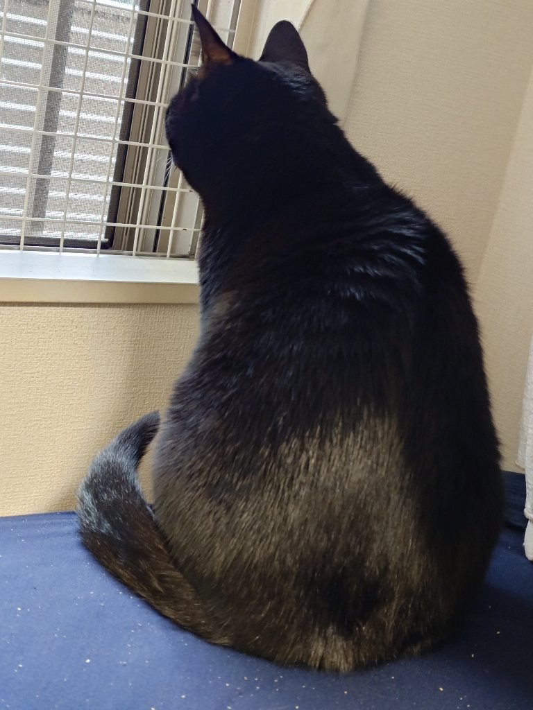 AzukiSanders's tweet photo. 毛玉ちゃん風浴びながら外を見るのがすきなんですよね
しっぽパタパタしながらずっと見てるんよ
いい天気…というには少し季節が過ぎてるんだけど、毛玉の心の健康のために人間は寒さに耐えながら今日も窓全開なのでございます。 https://t.co/NZWTnEsEz3