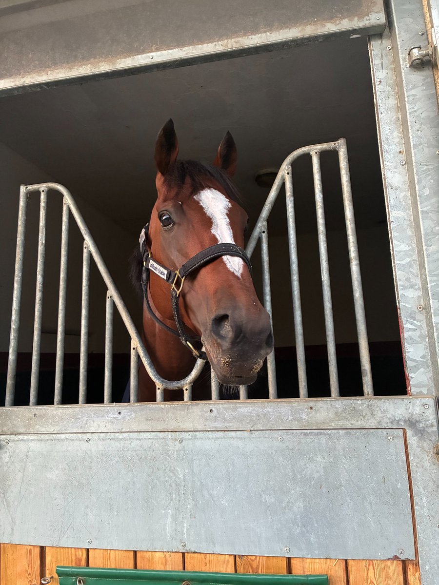 JRA_Special's tweet photo. 挑戦を終えた #アドマイヤテラ と #メイショウタバル の今朝の様子をお届けします。
2頭とも元気にしていました。 https://t.co/Lct6fLxD5N