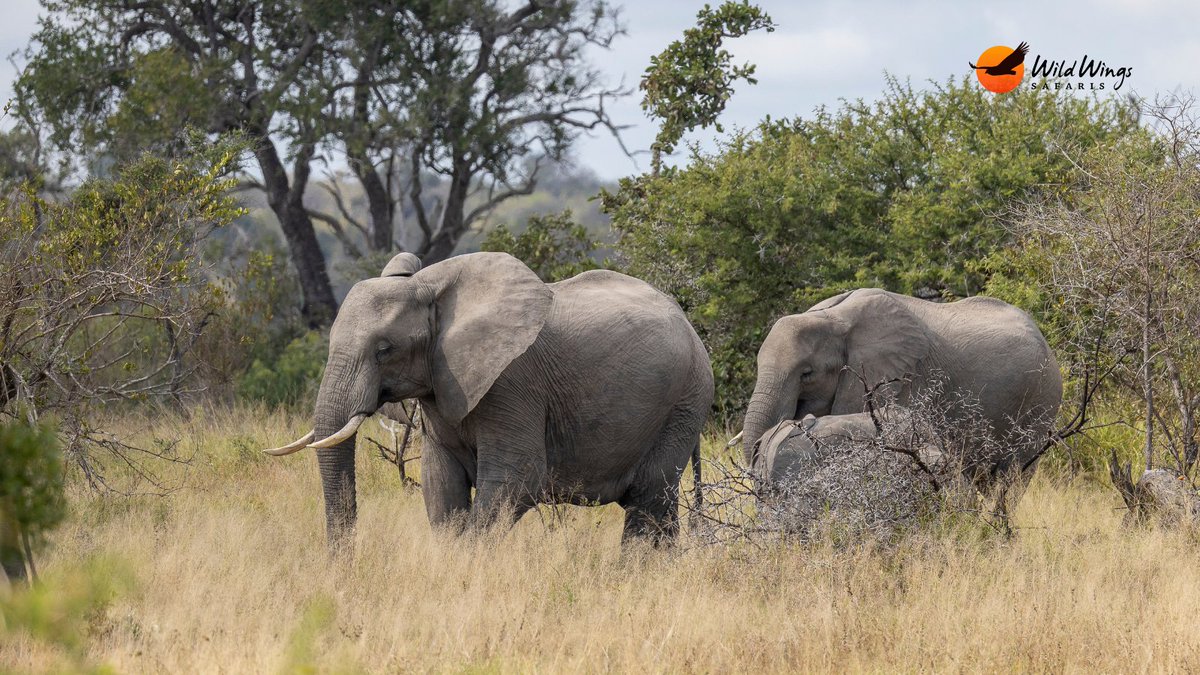 WildWingsSafari's tweet photo. The camera roll had a good day.

📷 Simon Vegter 📍Kruger National Park https://t.co/8kyf1viUcW
