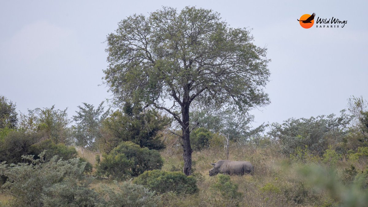 WildWingsSafari's tweet photo. The camera roll had a good day.

📷 Simon Vegter 📍Kruger National Park https://t.co/8kyf1viUcW