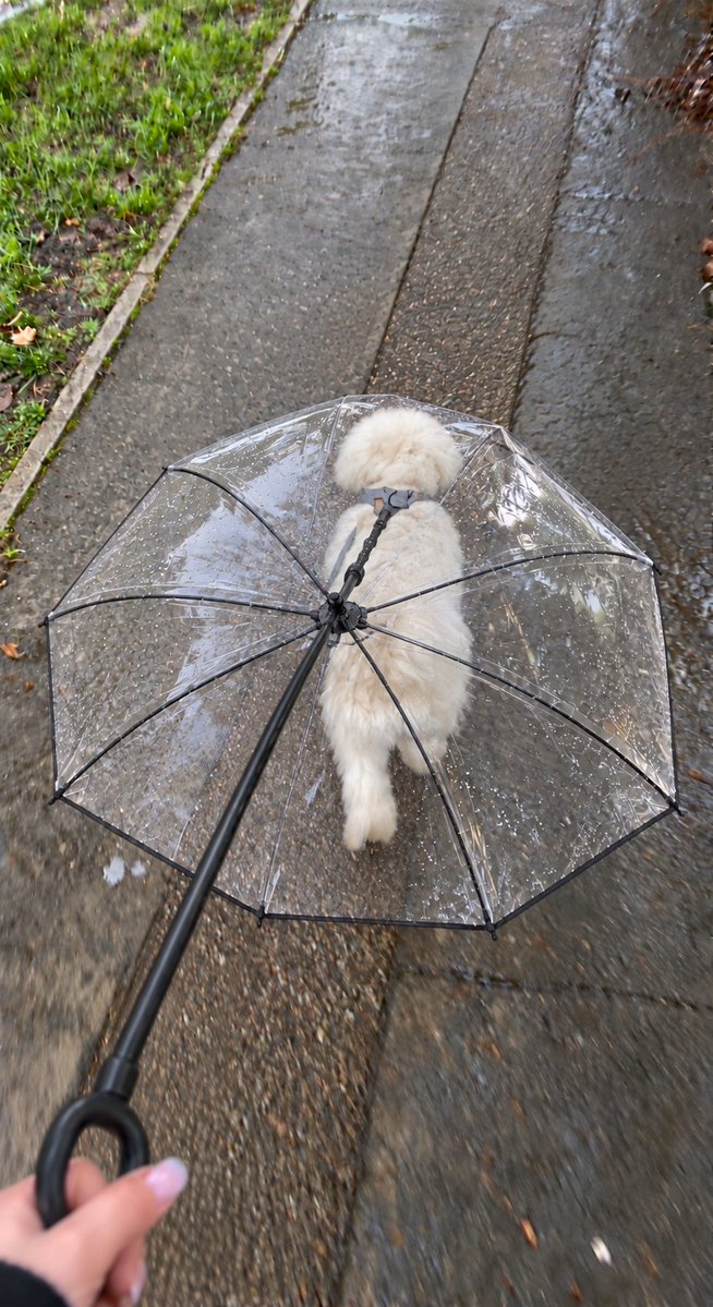 yuuna_realbuy's tweet photo. みんな雨の日の散歩どうしてる・・・？🐶うちの子カッパ嫌がるから最近は傘さしてます☔意外と気に入ってるようで、ルンルンでお散歩してくれてます🐾 (pr)