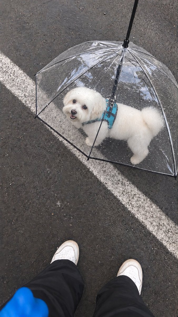 yuuna_realbuy's tweet photo. みんな雨の日の散歩どうしてる・・・？🐶うちの子カッパ嫌がるから最近は傘さしてます☔意外と気に入ってるようで、ルンルンでお散歩してくれてます🐾 (pr)