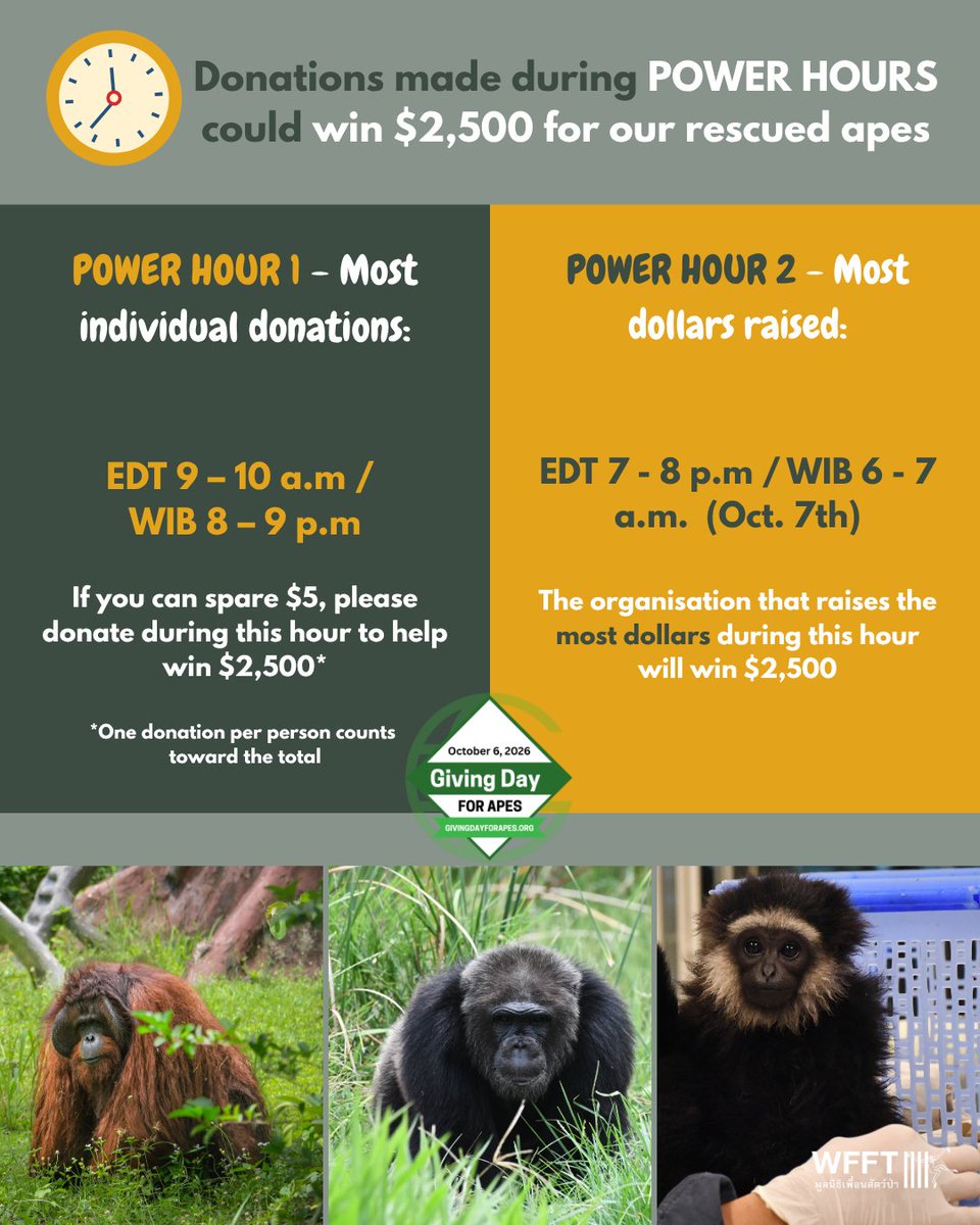WFFThailand's tweet photo. ⏰ SET A REMINDER - $5 from you today could win an extra $2,500 for #rescued #apes! 🌟 Check the best times to donate below & please help to win big prizes. Today is #GivingDayforApes & your donation could make a HUGE difference!
👉 Donate here: https://t.co/HAQNVysxro https://t.co/Cr14T16yUh