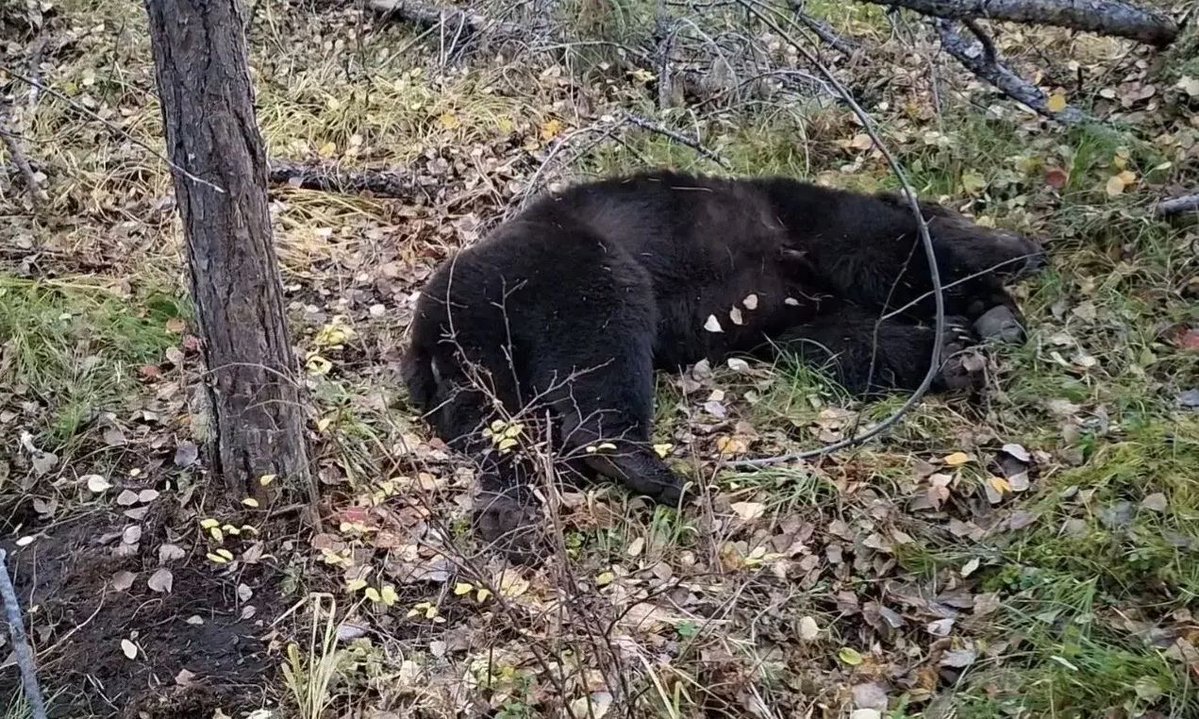SibirPost's tweet photo. Медведи задрали ещё двоих мужчин в Приангарье. Общее количество жертв приблизилось к 20

Двое мужчин погибли после нападений медведей в Иркутской области, сообщили в региональном управлении МВД.

В Усть-Илимском районе охотник погиб при встрече сразу с двумя медведями. Он успел застрелить одного из них. В 300 км от посёлка Магистральный в Казачинско-Ленском районе медведь забрался в жилой вагончик и задрал ещё одного мужчину.

Кроме того, зверь набросился на рыбака на реке Илим. Другие рыбаки смогли отогнать медведя, мужчину госпитализировали.

С августа 2026 года общее число жертв медведей в регионах Сибири, по подсчётам «Сибирского экспресса», достигло 18, ещё не менее 10 человек пострадали. Кроме того, двое людей застрелены — их приняли за медведей, ещё один ранен при похожих обстоятельствах