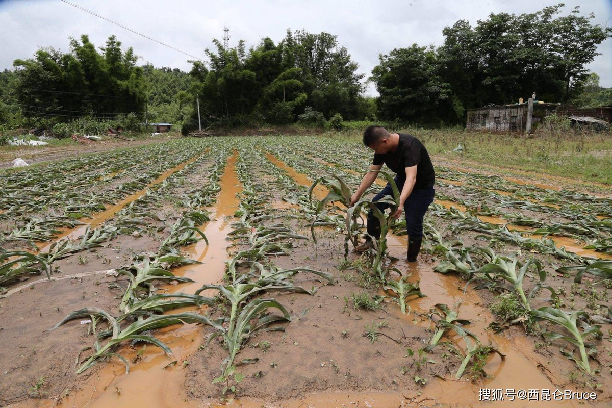 Kirwanfz's tweet photo. Estudio de la industria agrícola afectada por el tifón, medidas de ayuda a las zonas con sequía. https://t.co/A1Ns9brbMG