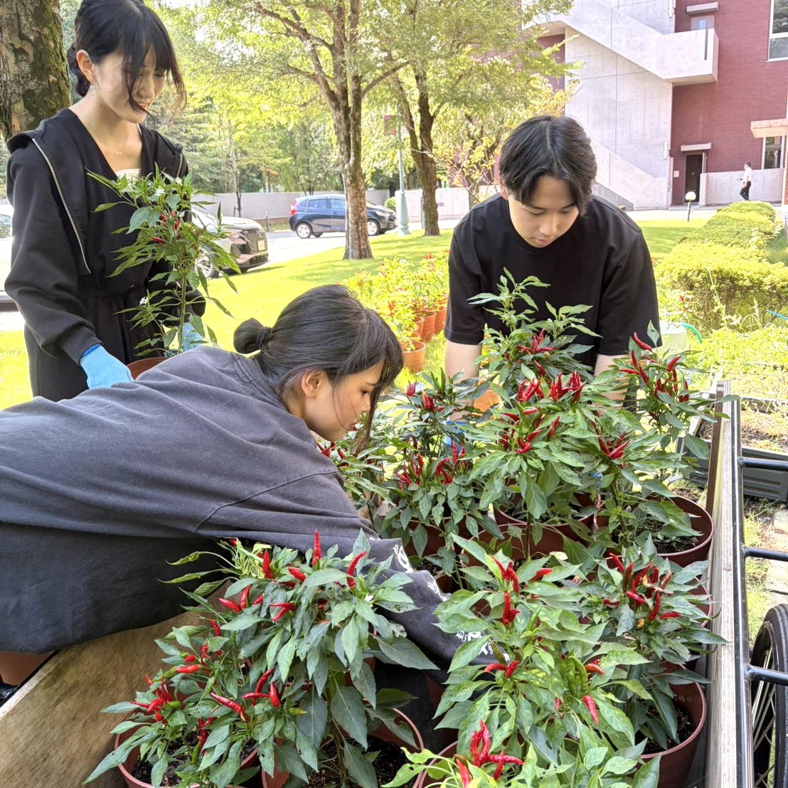 gwcadms's tweet photo. 【新宿内藤とうがらし】
国際学・環境学研究所で育てたとうがらしの鉢。有志の学生が正門からの歩道沿いに並べてくれました。夏の日差しを浴びて育った赤い実はとても鮮やか！秋めいた構内を彩っています。
※受験生以外の外部の方の入構はできません。
#学習院大学 #国際文化交流学部 #戸山キャンパス https://t.co/dtG2OW1XpB