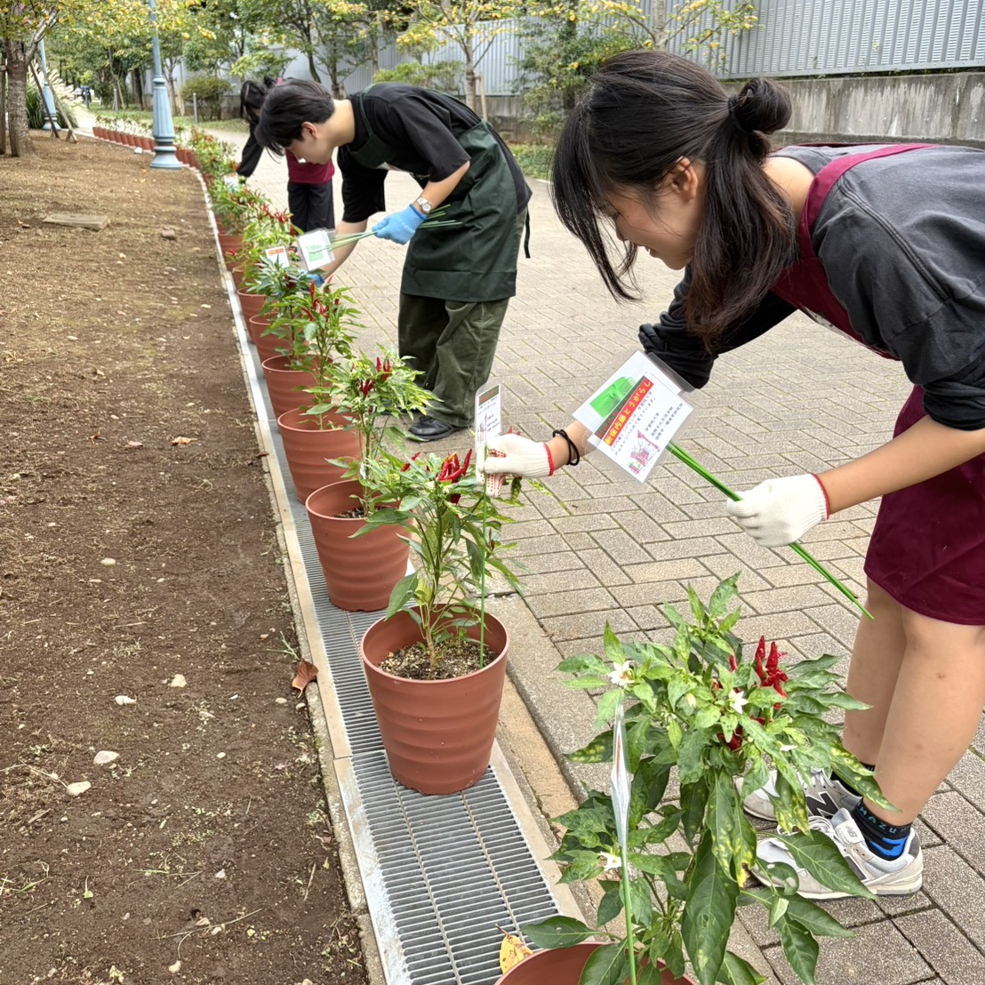 gwcadms's tweet photo. 【新宿内藤とうがらし】
国際学・環境学研究所で育てたとうがらしの鉢。有志の学生が正門からの歩道沿いに並べてくれました。夏の日差しを浴びて育った赤い実はとても鮮やか！秋めいた構内を彩っています。
※受験生以外の外部の方の入構はできません。
#学習院大学 #国際文化交流学部 #戸山キャンパス https://t.co/dtG2OW1XpB