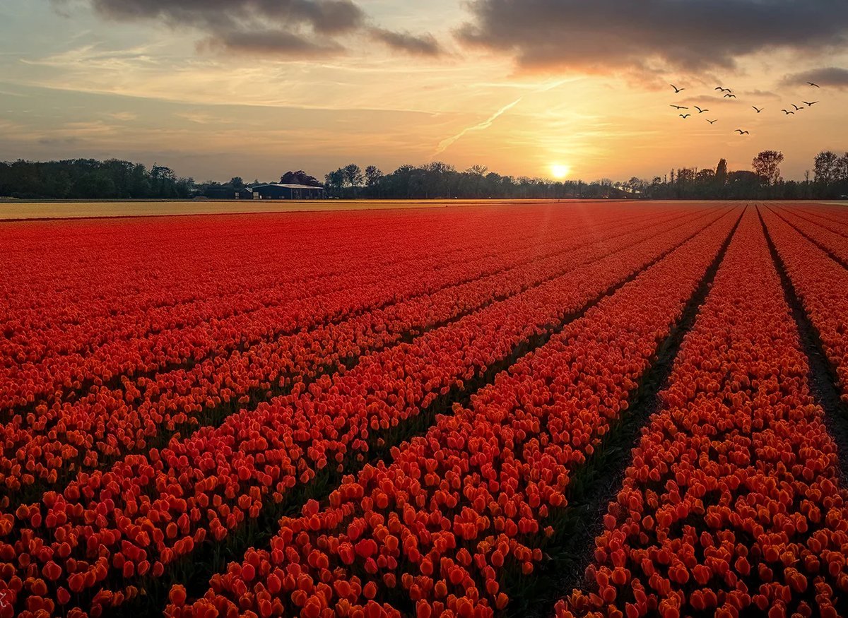 snybyr's tweet photo. Flower fields in Lisse are a breathtaking springtime sight. https://t.co/0N9X1kxJlL
