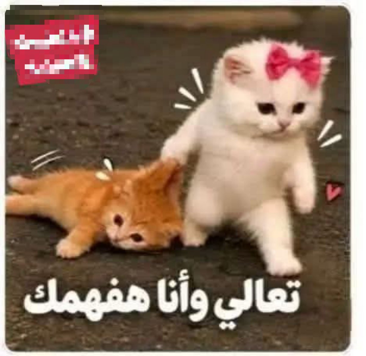 Nutella20000's tweet photo. 🫣واحد دخل خاص بيقولي 🥺🥺
لما تجري جوه دمي لما تبقي كل همي تبقي بالنسبالي إيه🫣♥

رديت وقلت جلطه 🥺

معرفش عملى حظر ولا ايه الاكونت مش ظاهر عندي بق 😂😂🤔🤣براحتوو هو  الخسران اي الناس دي تسد النفس 😂
كنت لسه هجبله الضغط والسكر 😂😂😂😂 https://t.co/skN4bG6yjZ