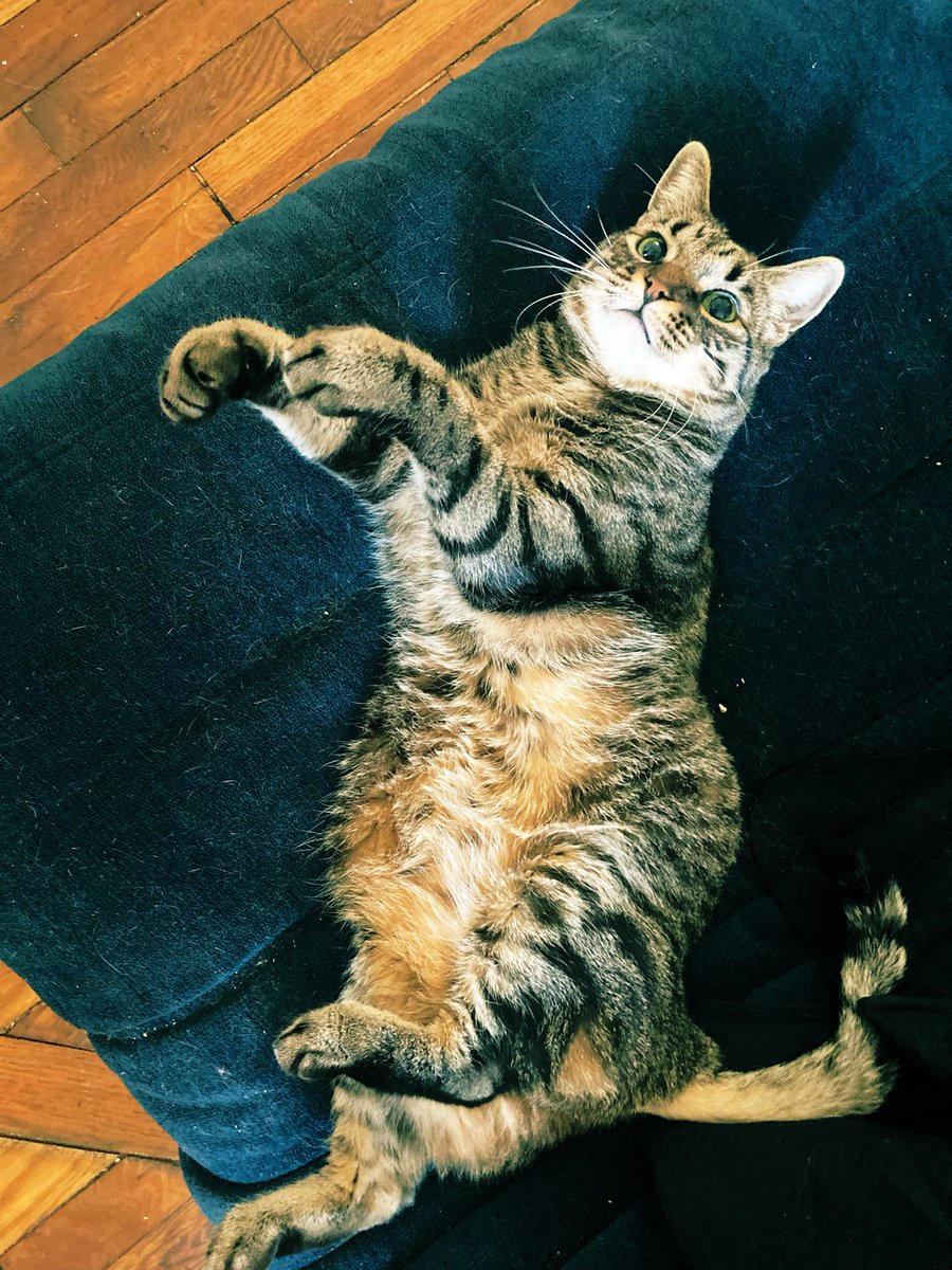 MiyaHakuyo's tweet photo. おはよう🐈行ってきます🐈 https://t.co/Hgj84ZG6DY