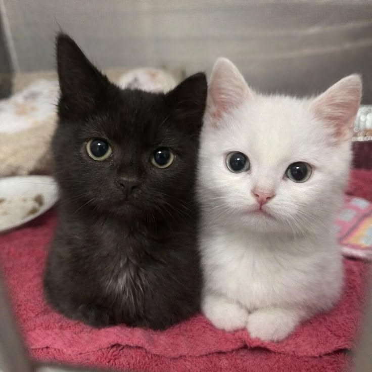 nekocatts's tweet photo. Black and white https://t.co/cfnGMpbEjn