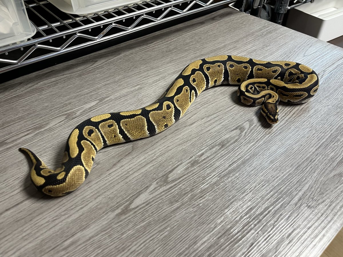na___Python tweet picture