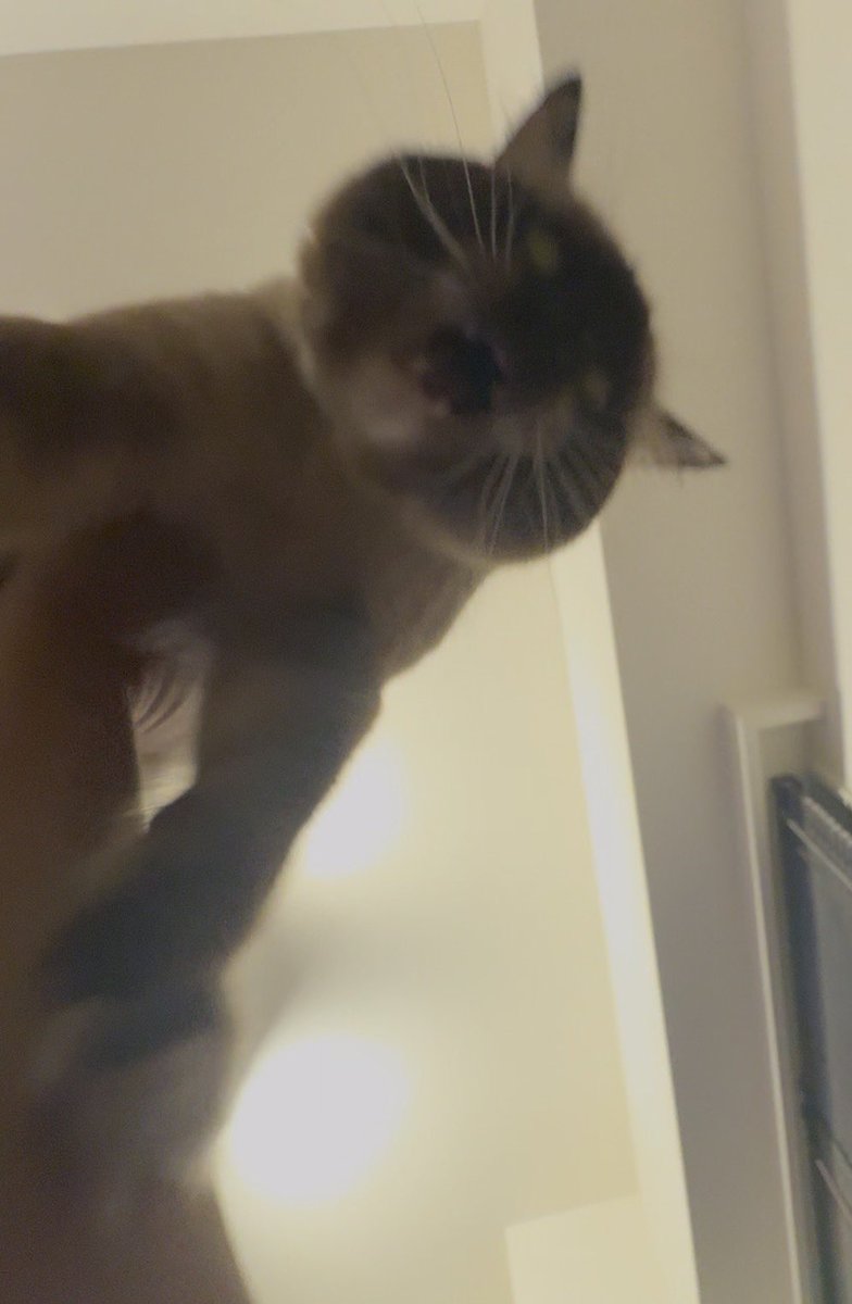 PuppetBrutal's tweet photo. 高い高いされてる猫。 https://t.co/QQTbgll1GD