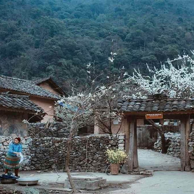 ramonpinto4's tweet photo. Discover Ha Giang’s majestic landscapes: conquer Ma Pi Leng Pass, cruise the emerald Nho Que River, visit Lung Cu Flag Tower and Vuong Family Mansion, and admire blooming buckwheat valleys. Travel with confidence with Ngoi Sao Group Travel. https://t.co/fddFmEc7J2