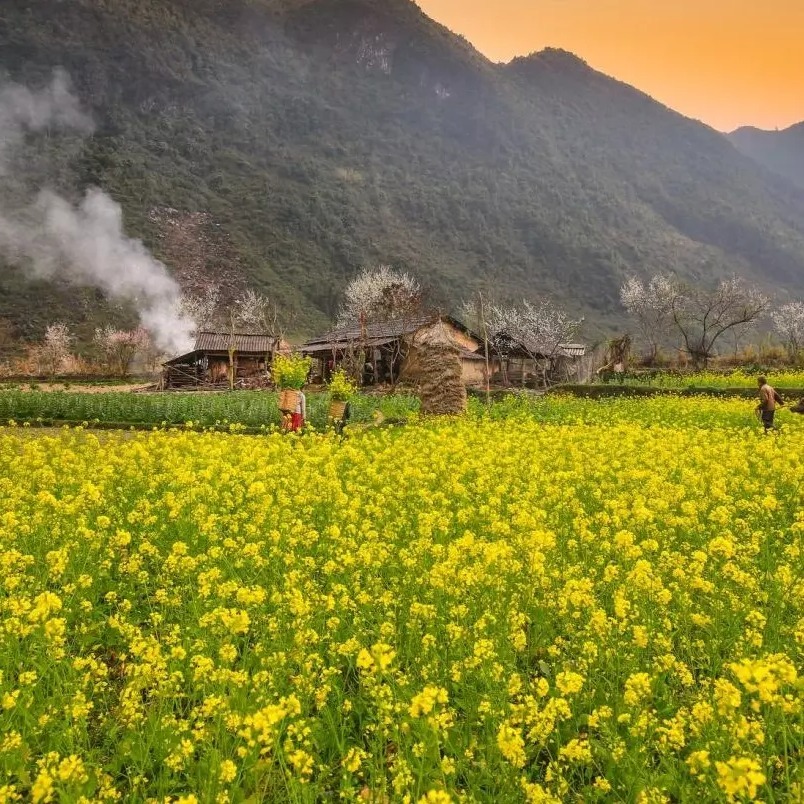 ramonpinto4's tweet photo. Discover Ha Giang’s majestic landscapes: conquer Ma Pi Leng Pass, cruise the emerald Nho Que River, visit Lung Cu Flag Tower and Vuong Family Mansion, and admire blooming buckwheat valleys. Travel with confidence with Ngoi Sao Group Travel. https://t.co/fddFmEc7J2