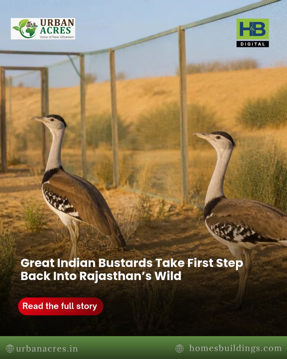 TheUrbanAcres's tweet photo. India has begun moving captive-bred Great Indian Bustards towards the wild, marking a new phase in the conservation programme for the critically endangered species.
Read More: https://t.co/uIxmOqWpkN
@byadavbjp
@moefcc
#GreatIndianBustard #Bustard #Wildlife #Conservation #Rajasthan #Jaisalmer #Thar #Biodiversity #Rewilding #Ecology #WildlifeIndia #Environment #Nature #DesertNationalPark