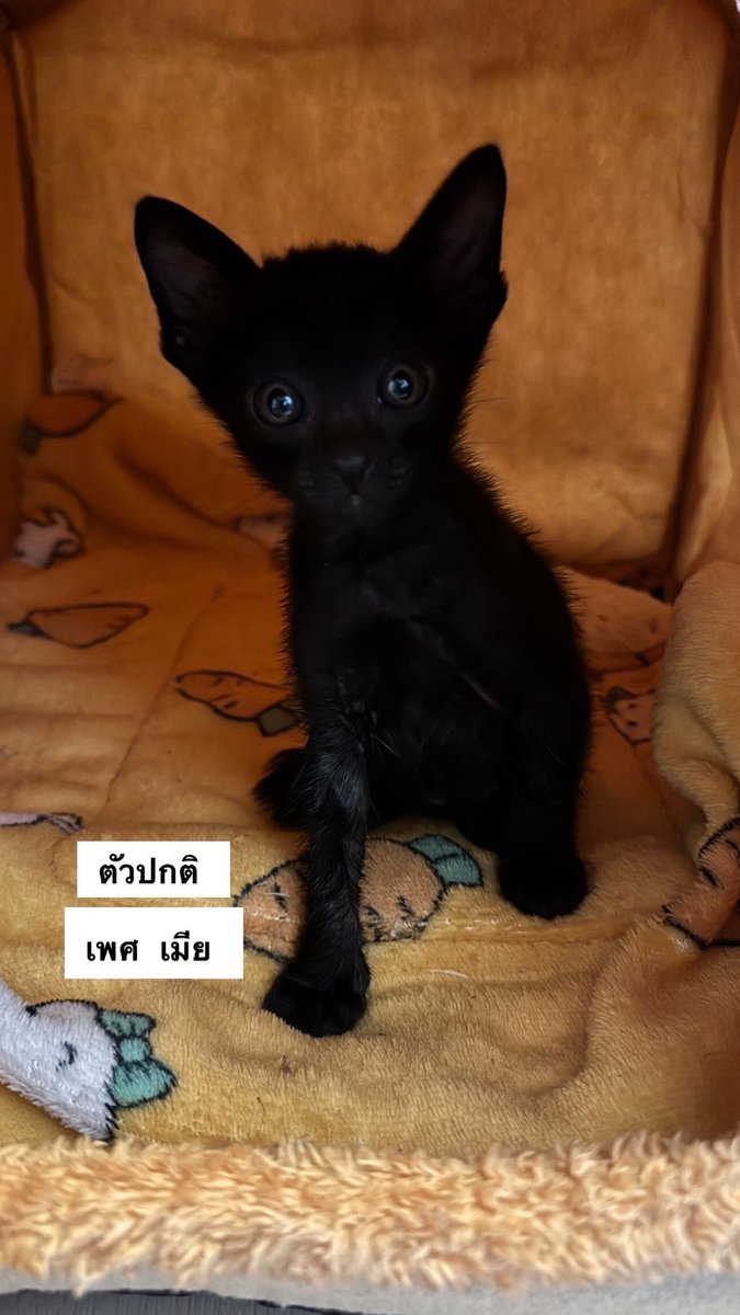 MaewHelpMaew's tweet photo. 📢ขออนุญาติหาบ้านน้องแมวจรค่ะ

มีทั้งลูกแมว และพ่อ/แม่ แมว 
😻ลูกแมวอายุไม่เกิน 2 เดือน (ยินดีทำวัคซีนให้)
😺พ่อแม่แมว (ยินดีทำหมันให้)

📌พิกัด อ.เมืองปทุมธานี จังหวัดปทุมธานี
ติดต่อเบอร์ 0644591519 / Line : irene.planet

#ทาสแมว #แมวหาบ้าน #แมวจรหาบ้าน #แมวจร https://t.co/NGRpus1DHI