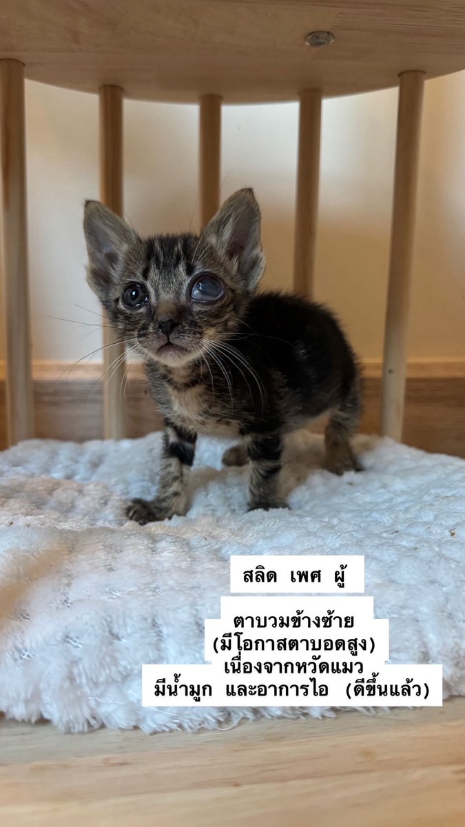 MaewHelpMaew's tweet photo. 📢ขออนุญาติหาบ้านน้องแมวจรค่ะ

มีทั้งลูกแมว และพ่อ/แม่ แมว 
😻ลูกแมวอายุไม่เกิน 2 เดือน (ยินดีทำวัคซีนให้)
😺พ่อแม่แมว (ยินดีทำหมันให้)

📌พิกัด อ.เมืองปทุมธานี จังหวัดปทุมธานี
ติดต่อเบอร์ 0644591519 / Line : irene.planet

#ทาสแมว #แมวหาบ้าน #แมวจรหาบ้าน #แมวจร https://t.co/NGRpus1DHI