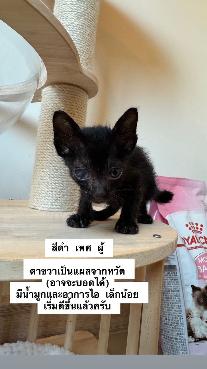 MaewHelpMaew's tweet photo. 📢ขออนุญาติหาบ้านน้องแมวจรค่ะ

มีทั้งลูกแมว และพ่อ/แม่ แมว 
😻ลูกแมวอายุไม่เกิน 2 เดือน (ยินดีทำวัคซีนให้)
😺พ่อแม่แมว (ยินดีทำหมันให้)

📌พิกัด อ.เมืองปทุมธานี จังหวัดปทุมธานี
ติดต่อเบอร์ 0644591519 / Line : irene.planet

#ทาสแมว #แมวหาบ้าน #แมวจรหาบ้าน #แมวจร https://t.co/NGRpus1DHI