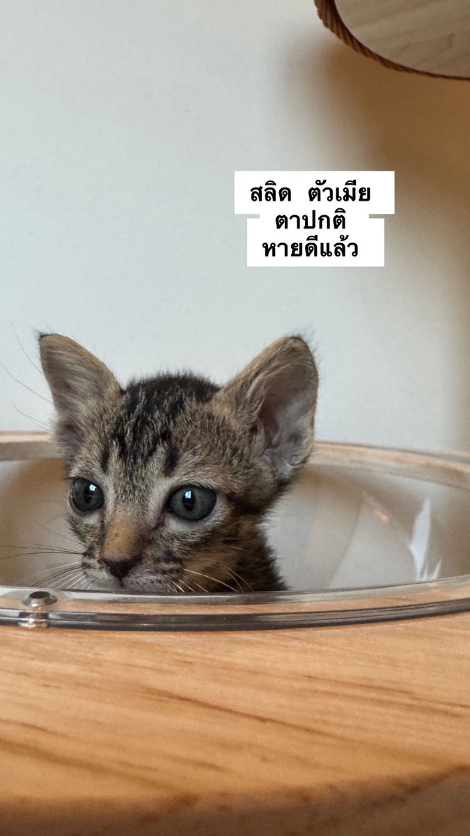 MaewHelpMaew's tweet photo. 📢ขออนุญาติหาบ้านน้องแมวจรค่ะ

มีทั้งลูกแมว และพ่อ/แม่ แมว 
😻ลูกแมวอายุไม่เกิน 2 เดือน (ยินดีทำวัคซีนให้)
😺พ่อแม่แมว (ยินดีทำหมันให้)

📌พิกัด อ.เมืองปทุมธานี จังหวัดปทุมธานี
ติดต่อเบอร์ 0644591519 / Line : irene.planet

#ทาสแมว #แมวหาบ้าน #แมวจรหาบ้าน #แมวจร https://t.co/NGRpus1DHI