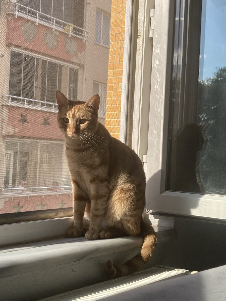 harristotales's tweet photo. Leo’şumu neden çaldınız geri getirin oğlumu https://t.co/zslnv7VqK2