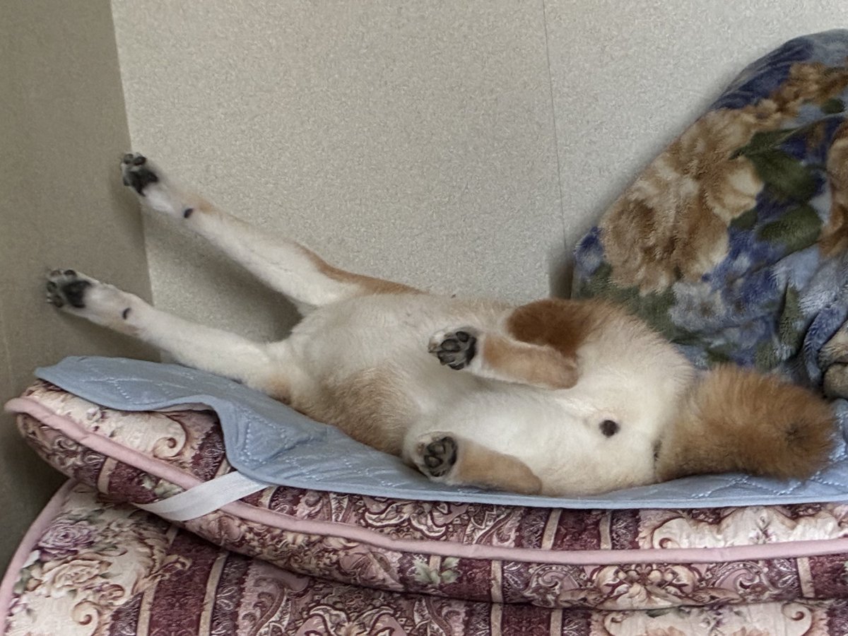 yume_201634's tweet photo. 何？この寝方

#柴犬 #柴犬のいる生活 #犬のいる幸せ
#ヘソ天？ #爆睡中 #肉球アピール #ゆめちゃん https://t.co/rUpI0RmP47