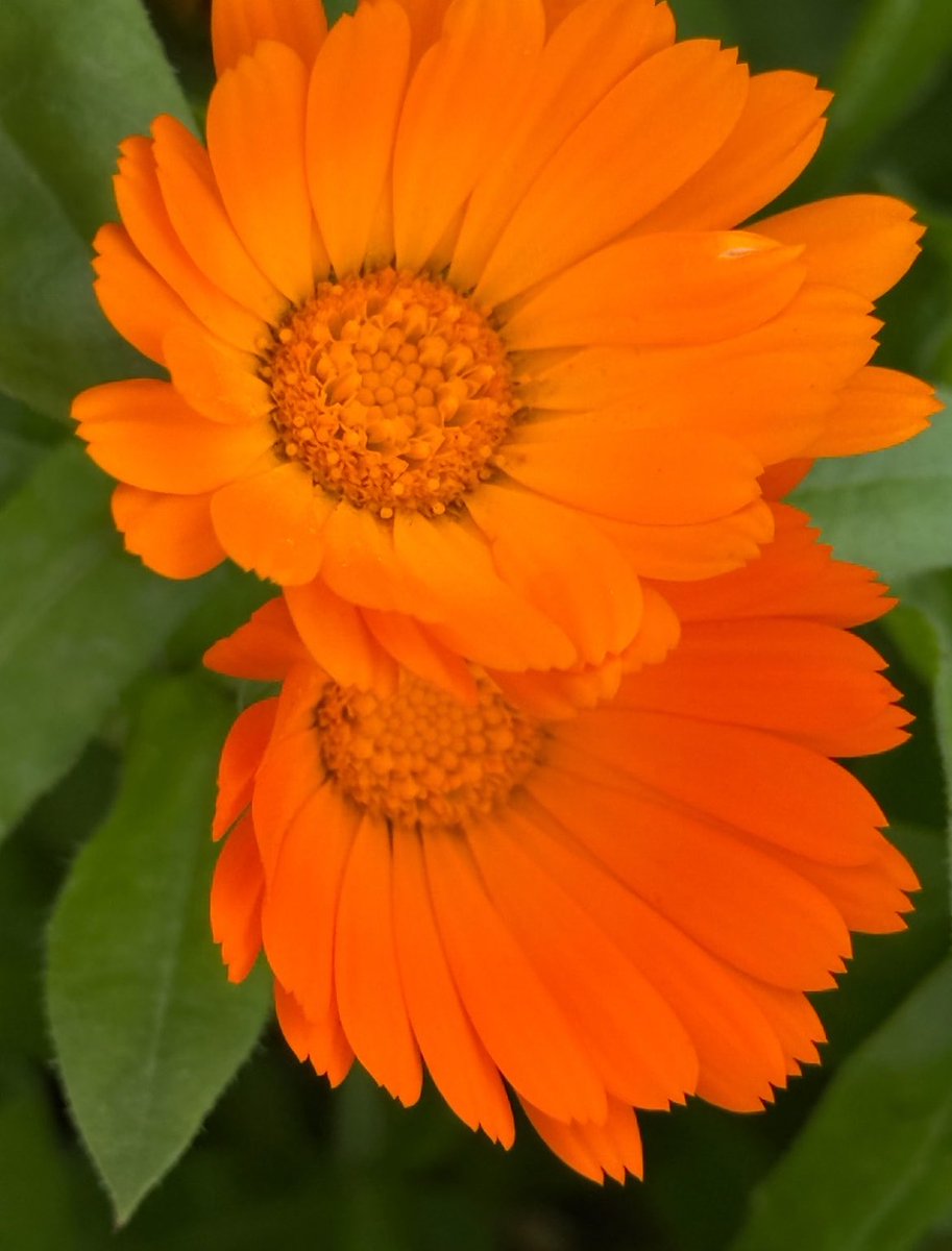 Artist_RX's tweet photo. Good morning everyone 🧡
Have a beautiful Monday 🌈 https://t.co/rM4pW0np7u