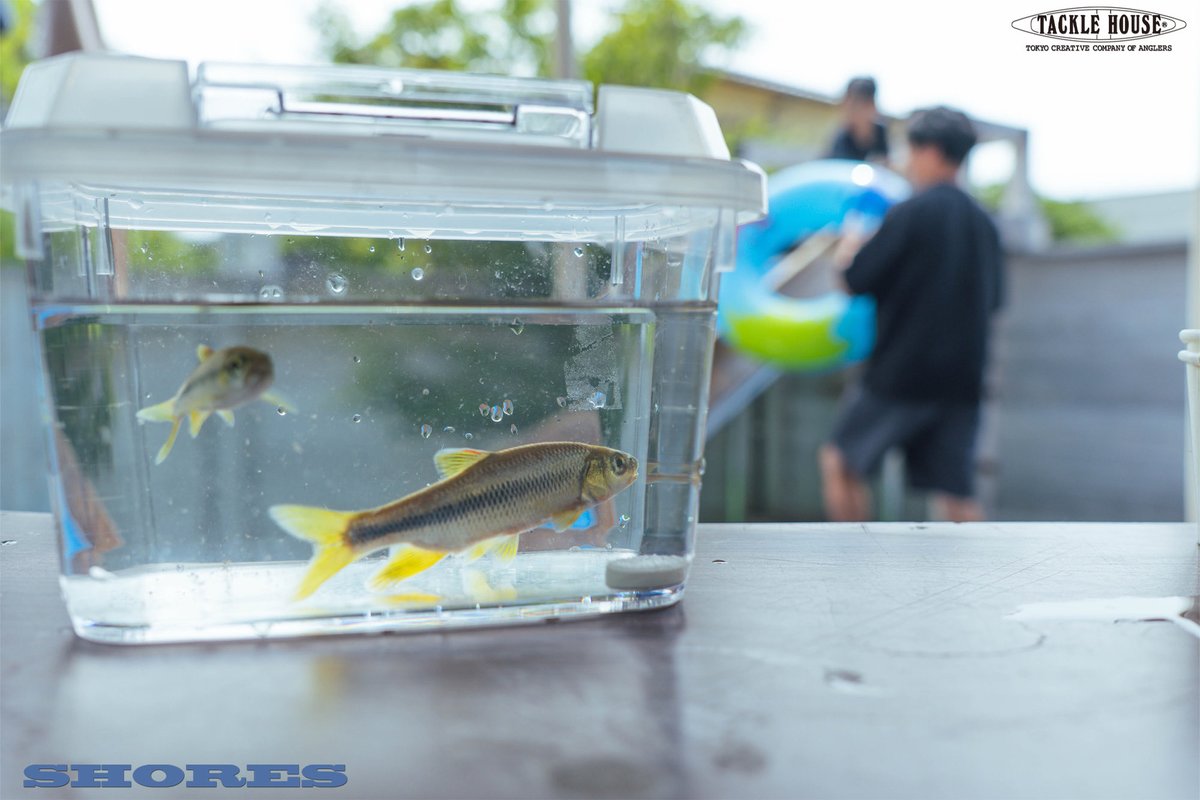 tacklehouse's tweet photo. フィールドレポート更新。スタッフ古賀より。
最近のチャビング【8月の福岡~10月の神奈川】
https://t.co/4PJpWUWcAA
なかなか更新できてませんが、8月は福岡で、9月、10月も神奈川で隙間時間にチャビング楽しんでます。
#タックルハウス #tacklehouse #madeinjapan #ショアーズストリーマー https://t.co/NpYWd6wQQA