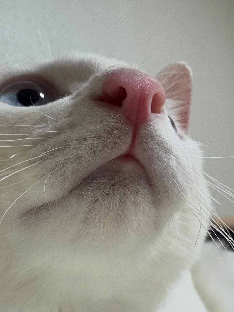 catpostaura's tweet photo. https://t.co/olvKlV2nfy