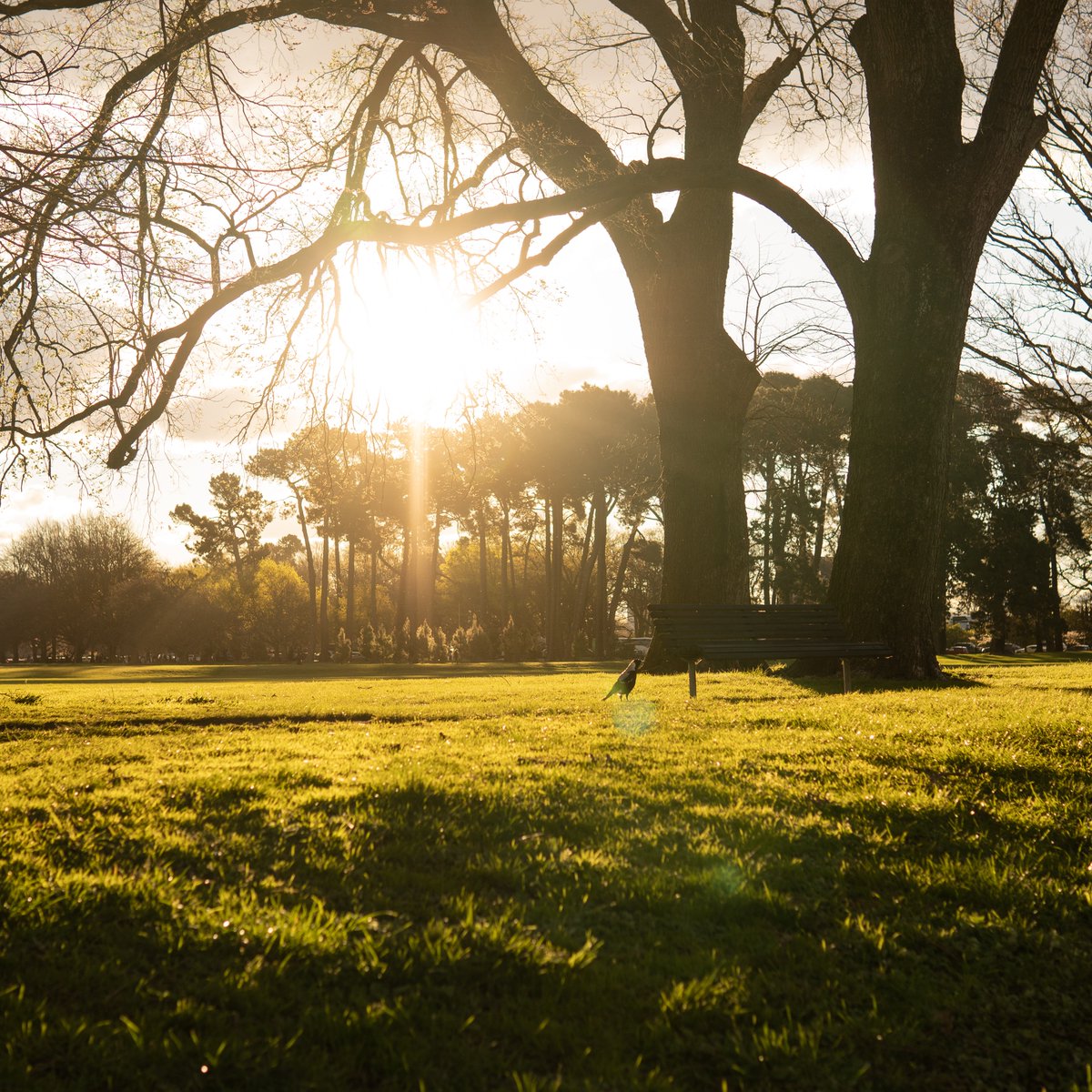 Adzury1308's tweet photo. Hagley Park once had a vast tree nursery. Between 1870 and 1872, it produced 763, 034 trees for Canterbury, including thousands of oaks planted along railway lines. https://t.co/X5yeyB2Got