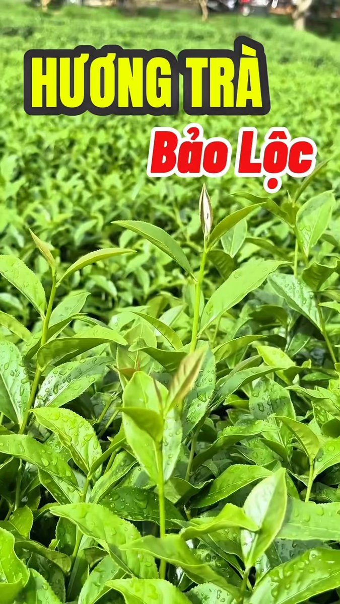 mariogrefa's tweet photo. Lạc vào Bảo Lộc xanh mướt, nơi đồi chè bạt ngàn ôm lấy mặt hồ phẳng lặng. Gió luồn qua kẽ lá, hương trà thanh tao xoa dịu mọi bộn bề. https://t.co/FNJrIXy6lT