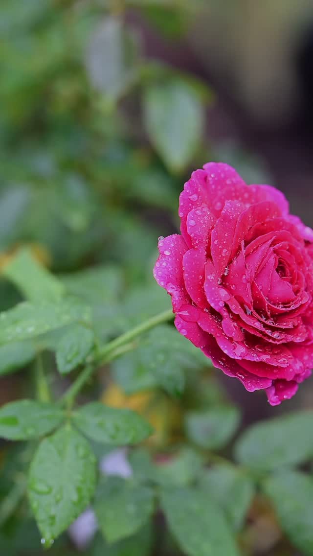BibiLovers's tweet photo. Raindrops glisten on garden roses after a fresh shower. Deep magentas, delicate pinks, and silver-green eucalyptus make every corner feel quiet, refreshed, and alive. Which view captures the rainy mood best: 1, 2, or 3? https://t.co/1t0YF4U3Wv