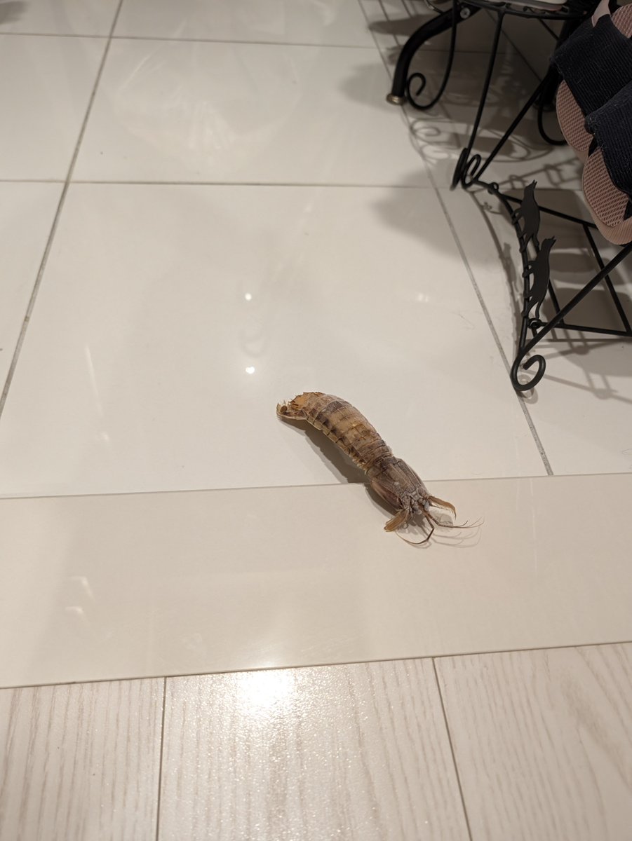 tofushop5's tweet photo. ぎゃー！家にシャコが出たー！ https://t.co/Id9zWkckvC